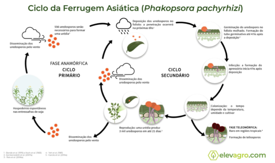 Exemplo do ciclo de vida do Phakopsora pachyrhizi 