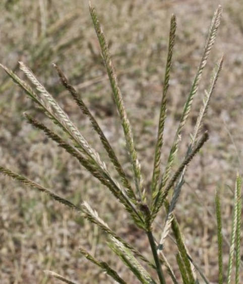 Exemplo de planta adulta de capim-pé-de-galinha