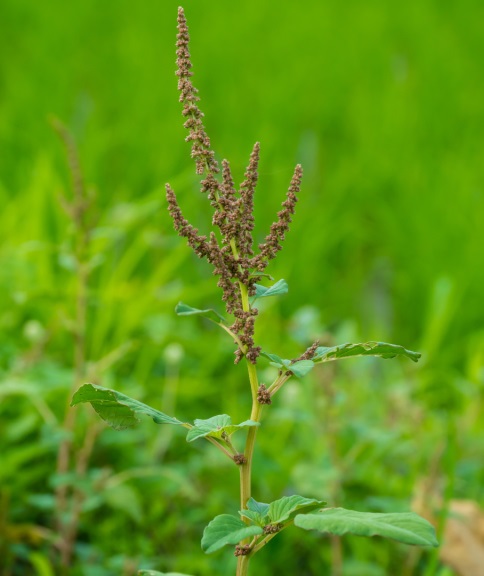 Exemplo de planta adulta de caruru